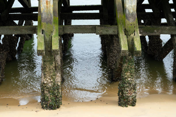 Underside of the jetty in the sea covered with algae. With copy space. Shot with a 35-mm full-frame 61MP Sony A7R IV.