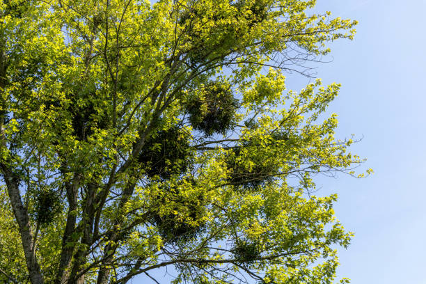 istock Tree trunk and branches with green leaves 2166194944