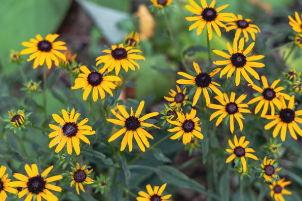 istock Beautiful bright background with yellow Spanish daisies 2166195011