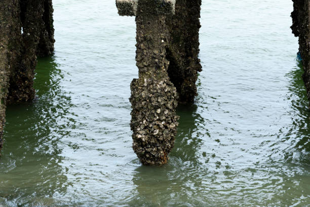 Underside of the jetty in the sea covered with algae. With copy space. Shot with a 35-mm full-frame 61MP Sony A7R IV.