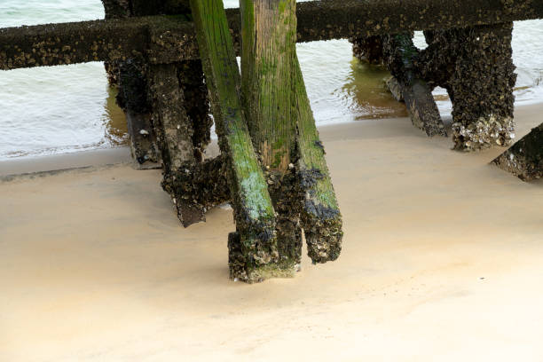Underside of the jetty in the sea covered with algae. With copy space. Shot with a 35-mm full-frame 61MP Sony A7R IV.