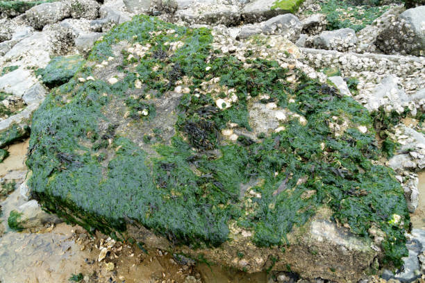 Photo of seaweed and algae covered rocks at the water's edge
