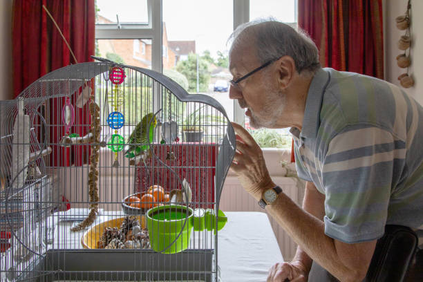 Elderly man talking to his pet budgerigar bird Caged budgie, or common parakeet, is a popular pet and provides companionship for this senior man Bird cages stock pictures, royalty-free photos & images