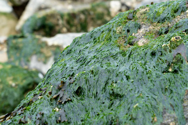 Extreme close-up of rock covered with algae. With copy space. Shot with a 35-mm full-frame 61MP Sony A7R IV.