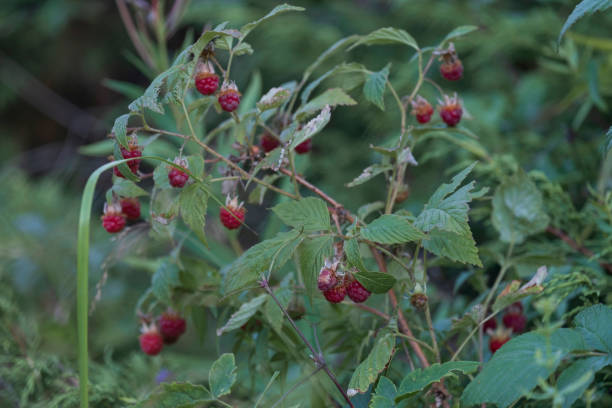 istock Delicious and beautiful wild mountain raspberry bush with red, ripe berries 2166198920