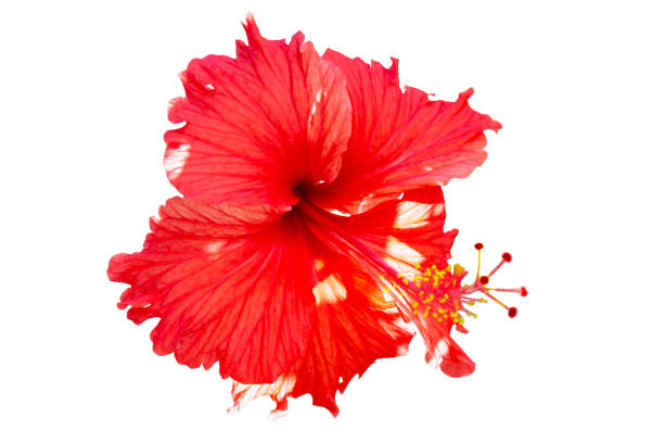 istock red bud hibiscus flowers isolated on white background 2166199237