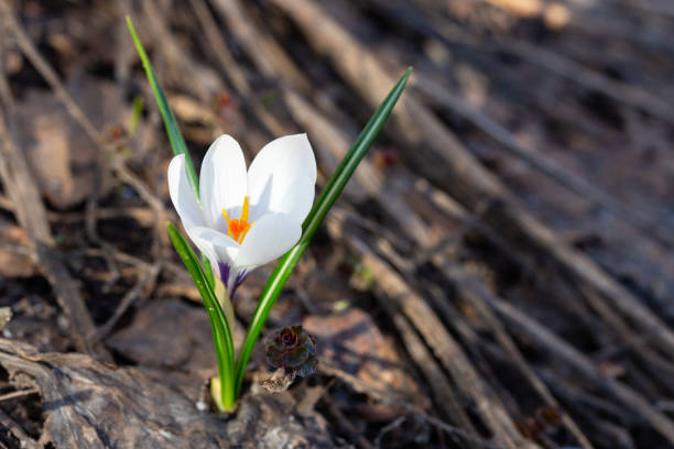Spring white flowers Crocus Jeanne d'Arc macro. Beautiful petals and stamens close-up. Meadow landscape with blossoming plants