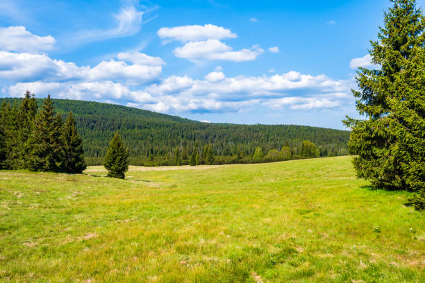 Green meadows with spruce trees on Hala Izerska on sunny spring day, Jizera Mountains, Lower Silesia, Poland