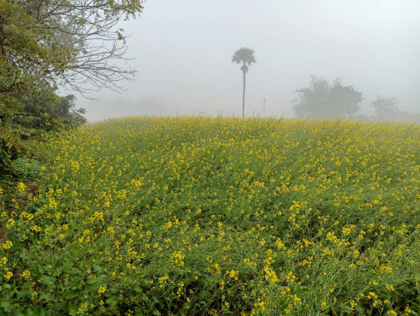 istock A pastoral landscape of tranquil mustard fields enveloped in dense fog 2166200110