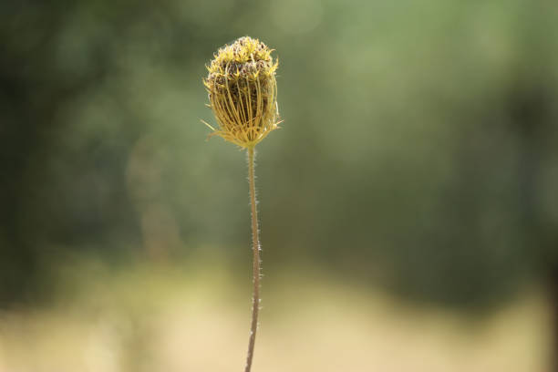 Close up of a flower, Carrot (Daucus carota)