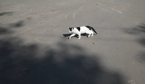 istock A cute cat is walking on the sidewalk 2166202221