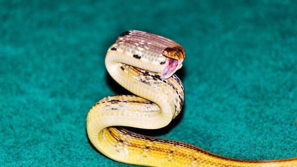 istock Snake Coelognathus radiatus commonly known as the radiated ratsnake its ready to attack 2166202859