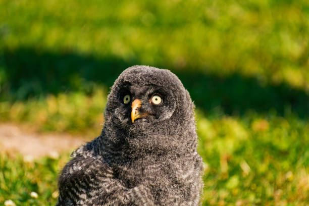 Great grey owl baby owlet