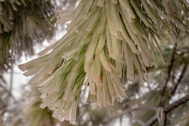 Close up pineneedle branch covered in ice, Cheyenne Wyoming