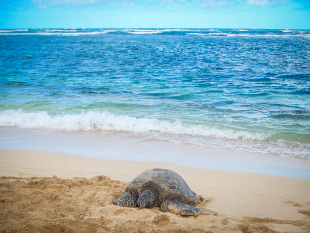istock Tranquil Honu on Aweoweo Beach 2166208373