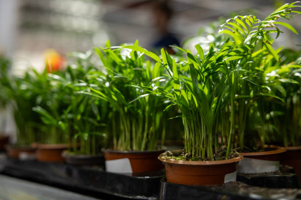istock plants sold in small pots 2166208391