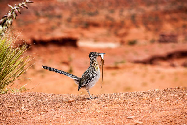 istock California marmoset with a hunted lizard 2166210304