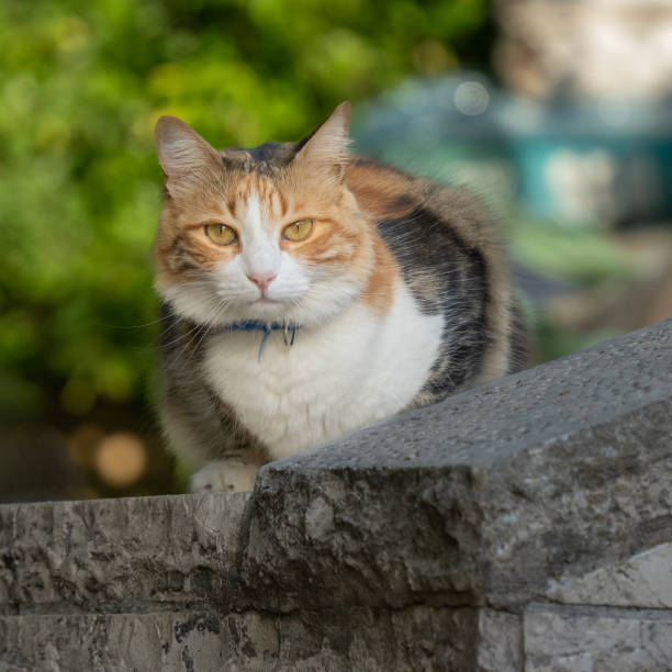 A tricolor female domestic cat, sitting on the stone wall surrounding its owner's yard.