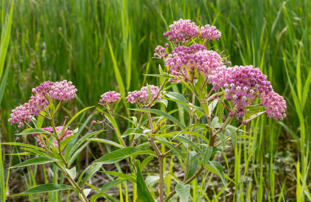 Pink Milkweed Flowers in a Marshy Area
