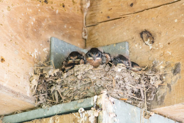 istock Nest of Swallow Chicks 2166212753