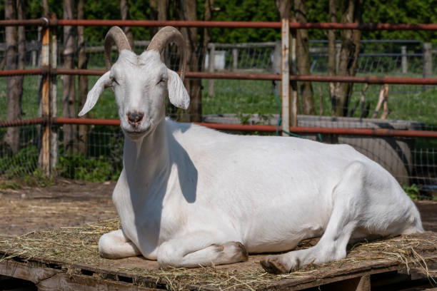 istock A White Goat Sitting on a Wood Pallet 2166212765