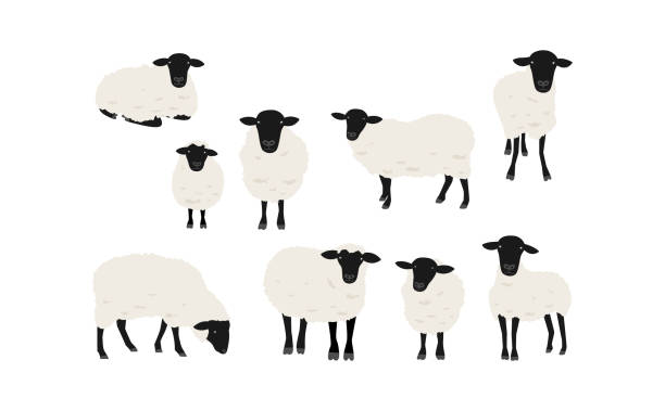5,900+ Year Of The Sheep Stock Photos, Pictures & Royalty-Free