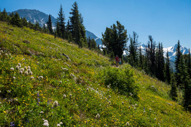 Wildflowers on mountain meadow