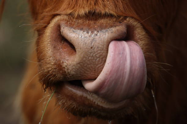 Close up of highland cow licking snout