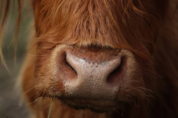 istock Highland cow snout 2166214658