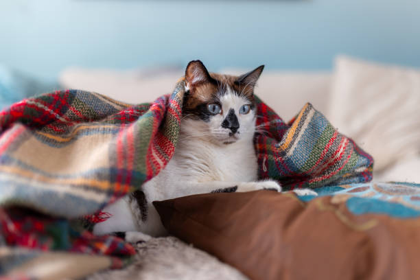 istock black and white cat with blue eyes lying on a colorful blanket 2166216410