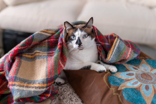 istock black and white cat with blue eyes lying on a colorful blanket 2166216411