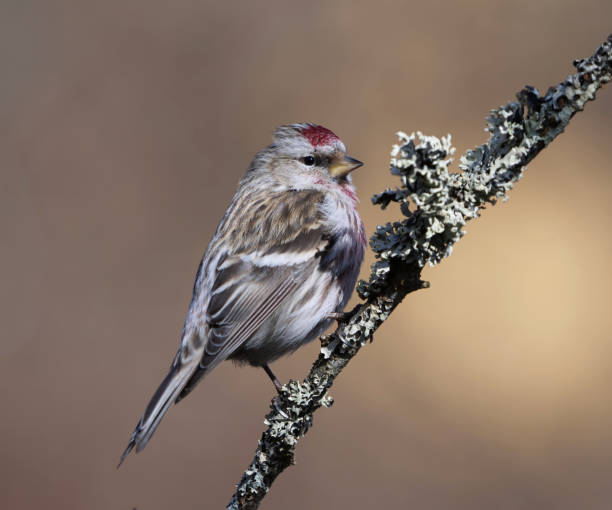 istock Common redpoll (Acanthis flammea) sitting on a branch in spring. 2166217437