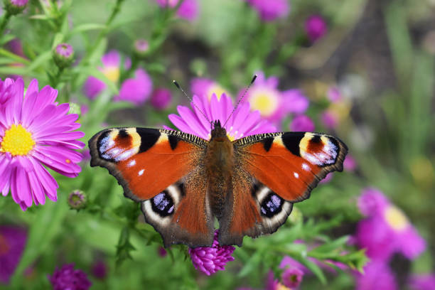 istock Peacock butterfly (Inachis io) on autumn asters flowers 2166218538