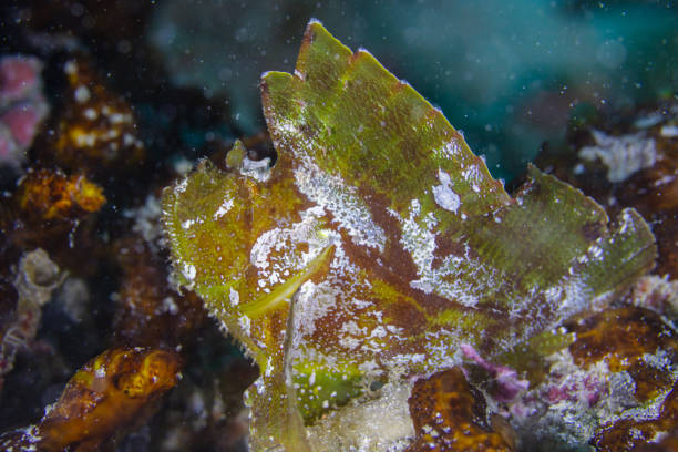 istock Leaf scorpionfish (Taenianotus triacanthus), Zanzibar, Tanzania2 2166218998