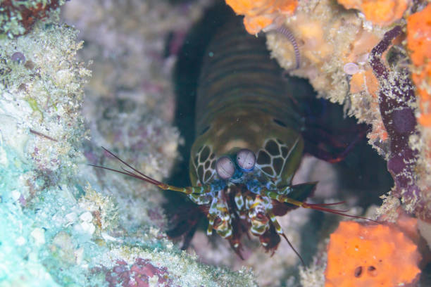 istock Peacock mantis shrimp (Odontodactylus scyllarus), Zanzibar, Tanzania 2166219039
