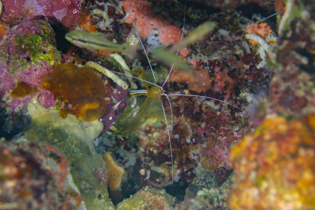 Cave clear cleaner shrimp is floating in front of the cave with a moray eel in the background, Bali, Indonesia