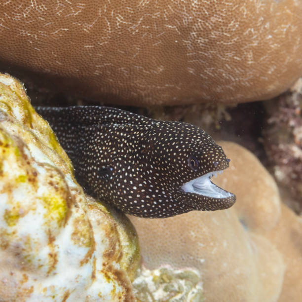 istock Turkey moray (Gymnothorax meleagris), Zanzibar, Tanzania 2166219227