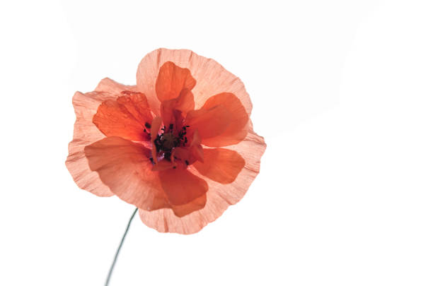 The red poppy on an isolated white background