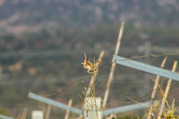 Scrub robin, Cercotrichas galactotes. Rufous-tailed bird perched on a wire in a vineyard.