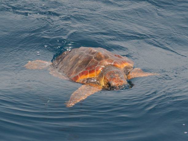 istock A single Loggerhead Turtle swims near the Canary Islands 2166223508