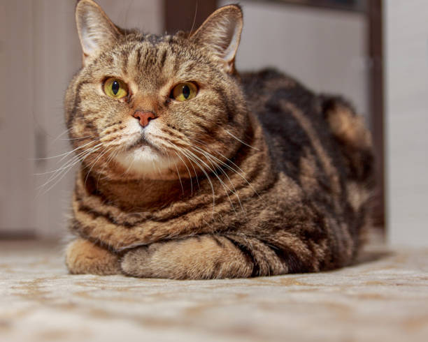 istock The mysterious look of a Scottish cat 2166227593