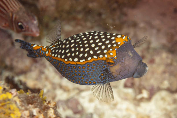 istock Spotted boxfish (Ostracion meleagris), Zanzibar, Tanzania 2166230977