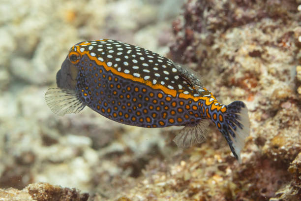 istock Spotted boxfish (Ostracion meleagris), Zanzibar, Tanzania-3 2166231013
