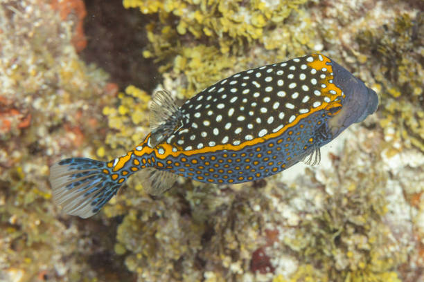 istock Spotted boxfish (Ostracion meleagris), Zanzibar, Tanzania-2 2166231023