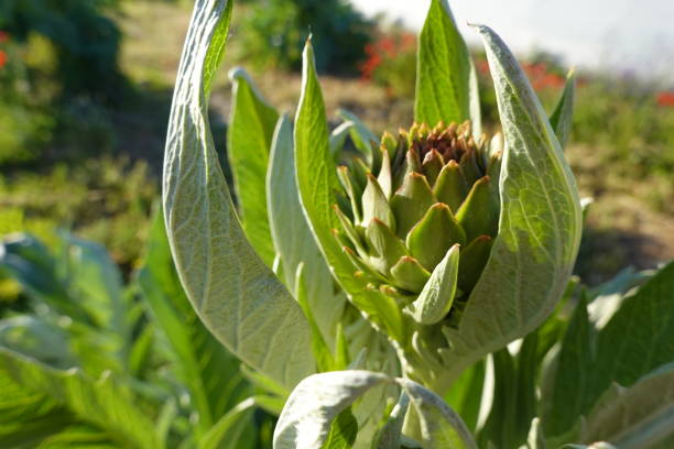 macro of thistle flower growing on plant on a sunny day