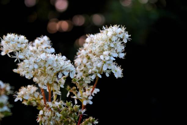 istock Late summer wildflowers 2166233054