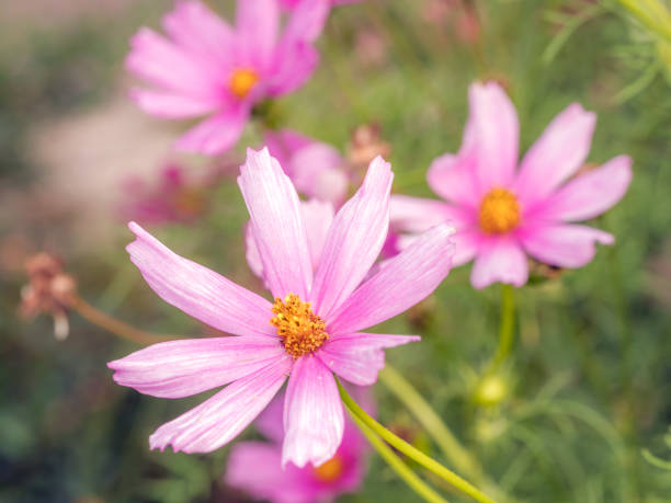 istock Pink cosmos flowers 2166233526