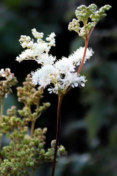 istock Late summer wildflowers 2166233677