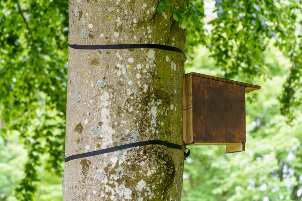 istock birdhouse suspended on elastic straps that do not injure the beech tree during growth, Lund, Sweden 2166235262