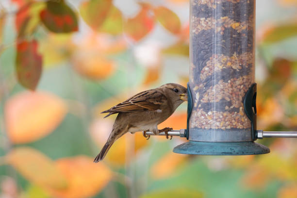 istock sparrow eating seeds from a bird feeder. seasonal bird feeding 2166236834